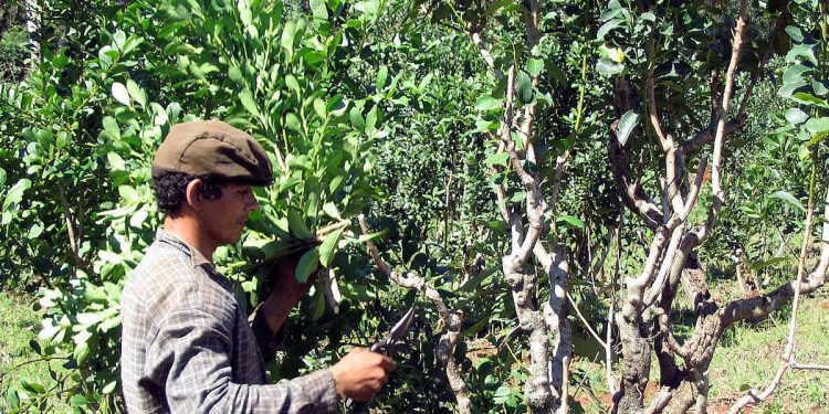 Agricultura familiar: La cara popular del campo