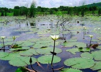 ¿Un año fundacional para los humedales?