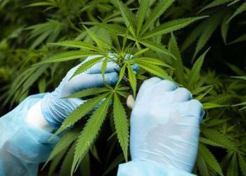 Cannabis, industria argentina