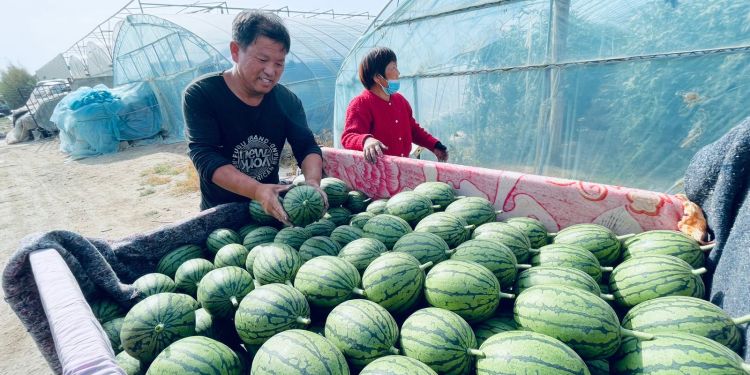 Cooperativas de agricultores con características chinas, el otro modelo