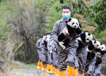 Socialismo con características pandas