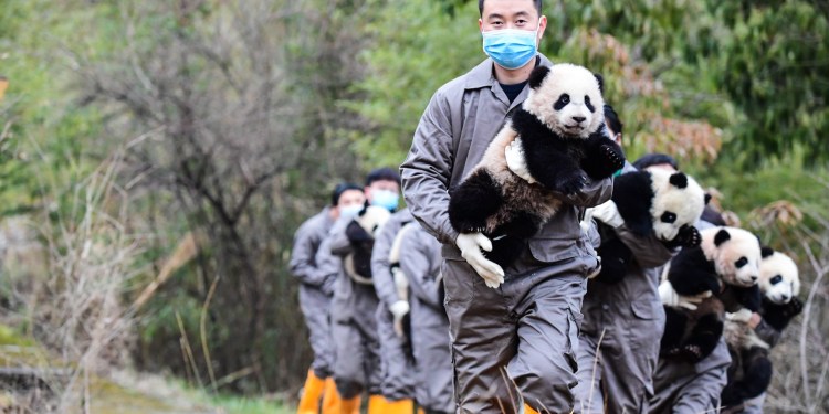 Socialismo con características pandas
