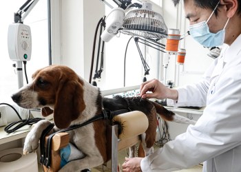 La Medicina Tradicional China metió el perro
