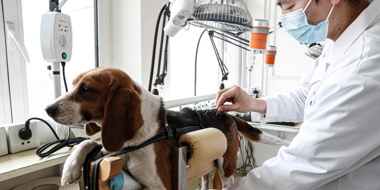 La Medicina Tradicional China metió el perro