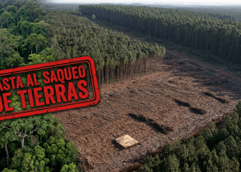Misiones: una forestal chilena es dueña del 80% de las tierras rurales en Puerto Libertad
