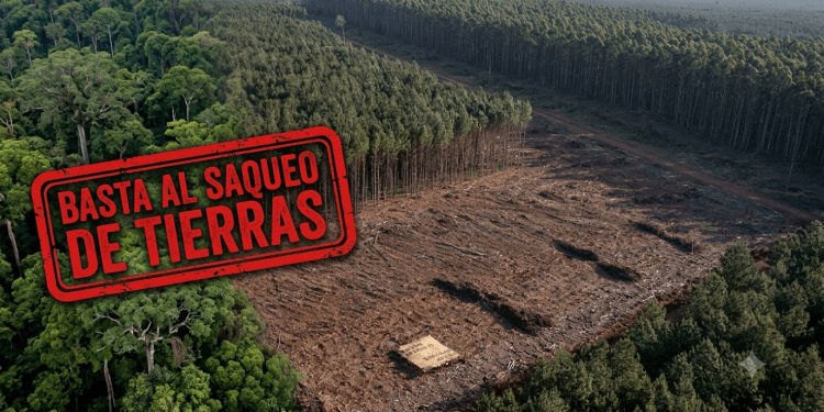 Misiones: una forestal chilena es dueña del 80% de las tierras rurales en Puerto Libertad